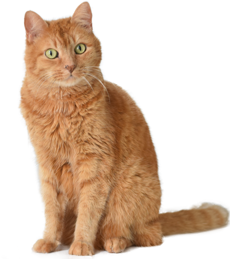 A cat sitting on a transparent background