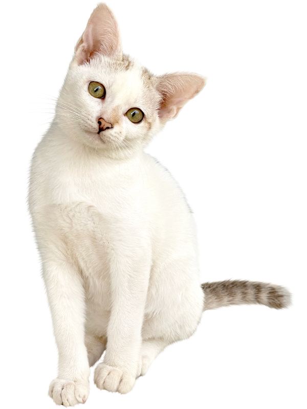 A white cat with transparent background A white cat with transparent background