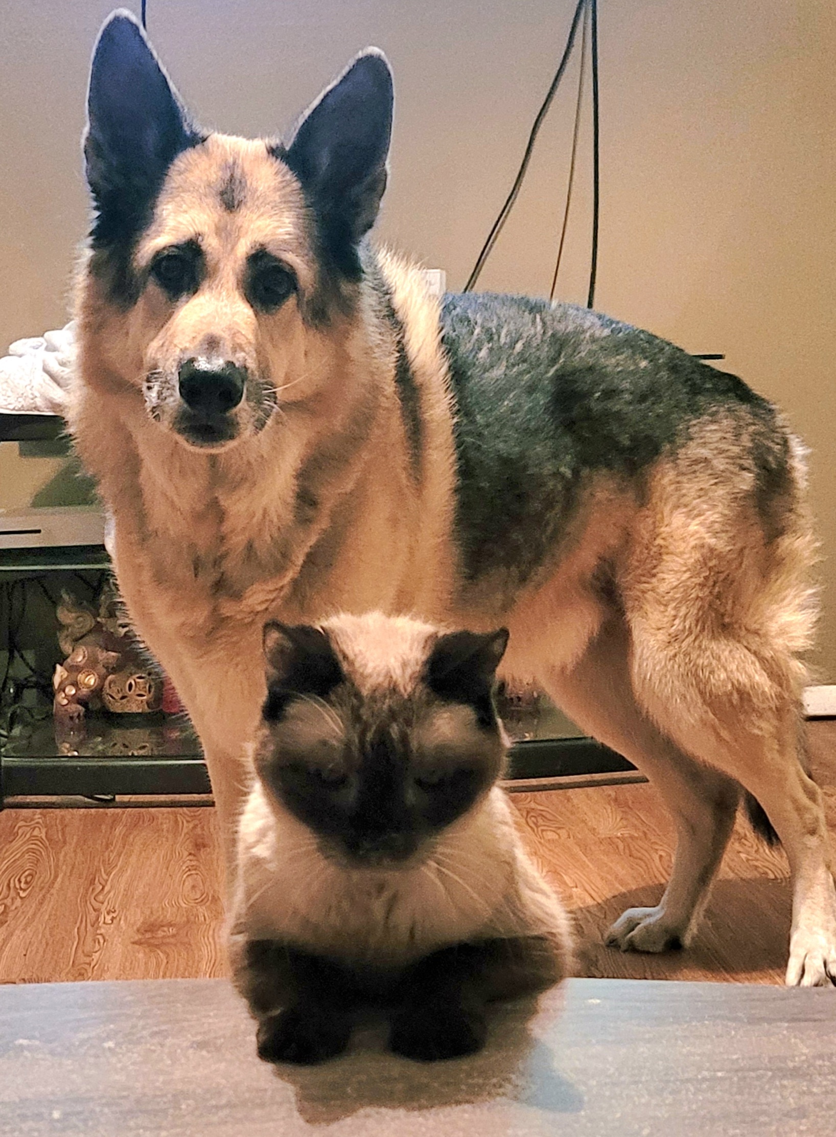 dog and cat dog and cat